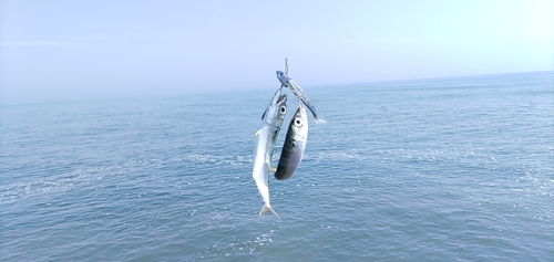 サバの釣果