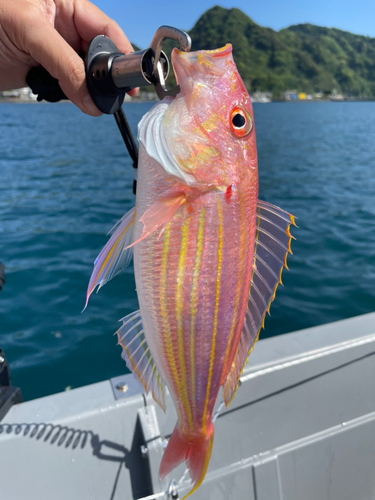 イトヨリダイの釣果