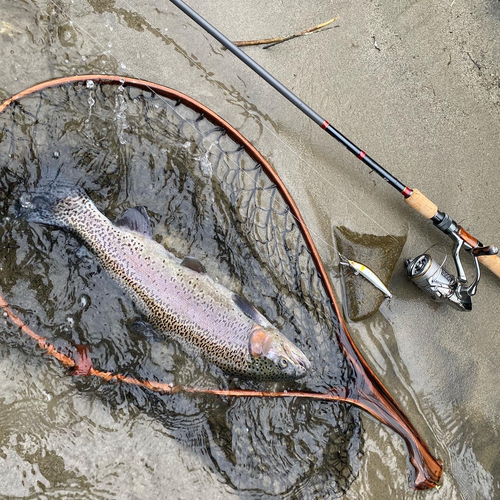 ニジマスの釣果