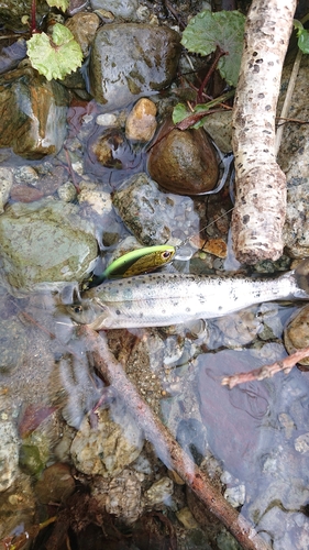 ヤマメの釣果