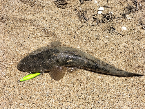 マゴチの釣果