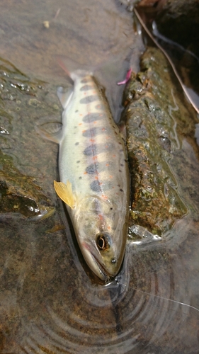 アマゴの釣果