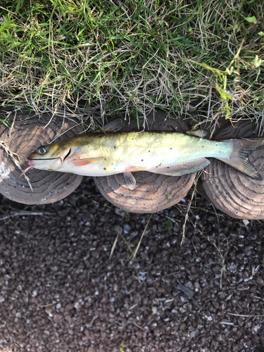 アメリカナマズの釣果