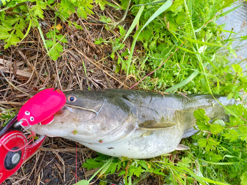 ナマズの釣果