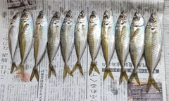 アジの釣果