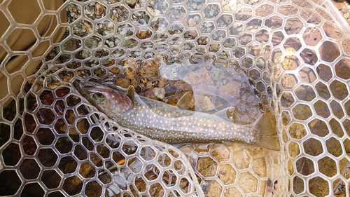 イワナの釣果