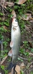 ウグイの釣果