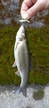 ウグイの釣果