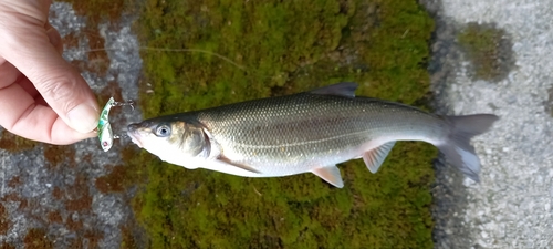 ウグイの釣果