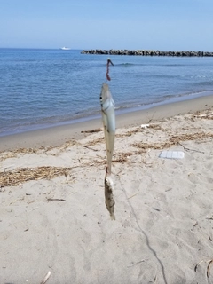 キスの釣果