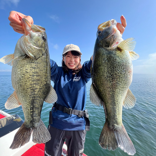 ブラックバスの釣果