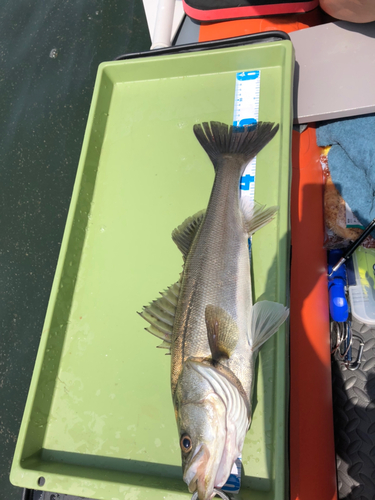 シーバスの釣果