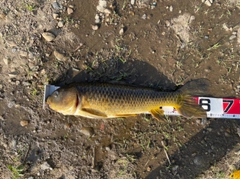 コイの釣果