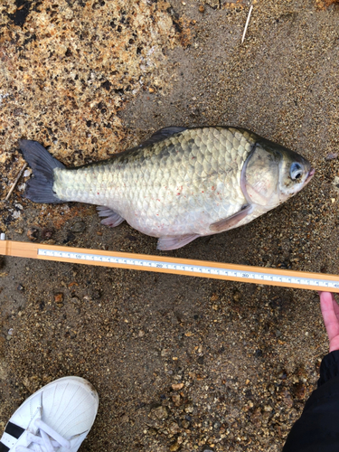 ヘラブナの釣果