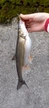 ウグイの釣果