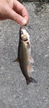 ウグイの釣果