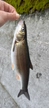 ウグイの釣果