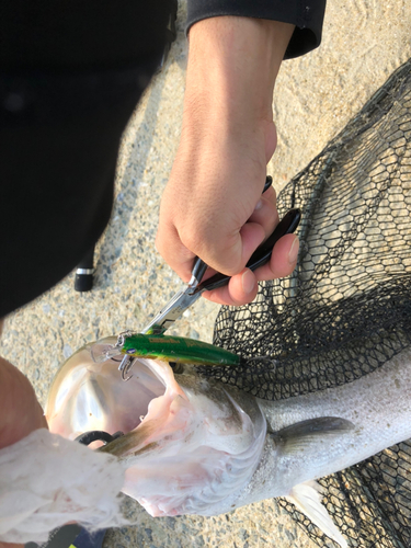 シーバスの釣果