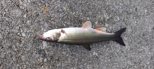 ウグイの釣果