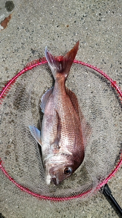 マダイの釣果