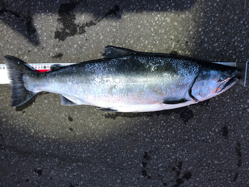 サクラマスの釣果