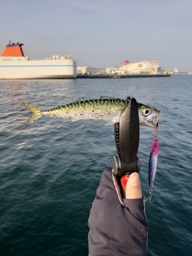 サバの釣果