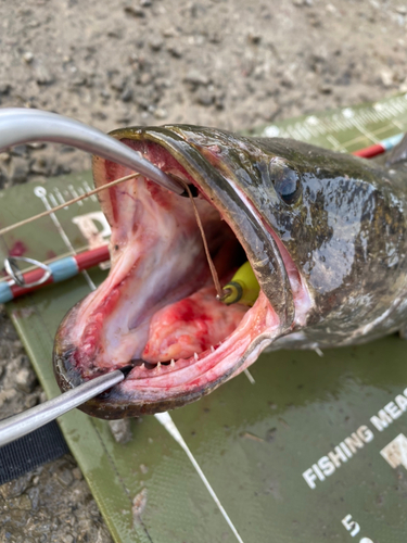 ライギョの釣果