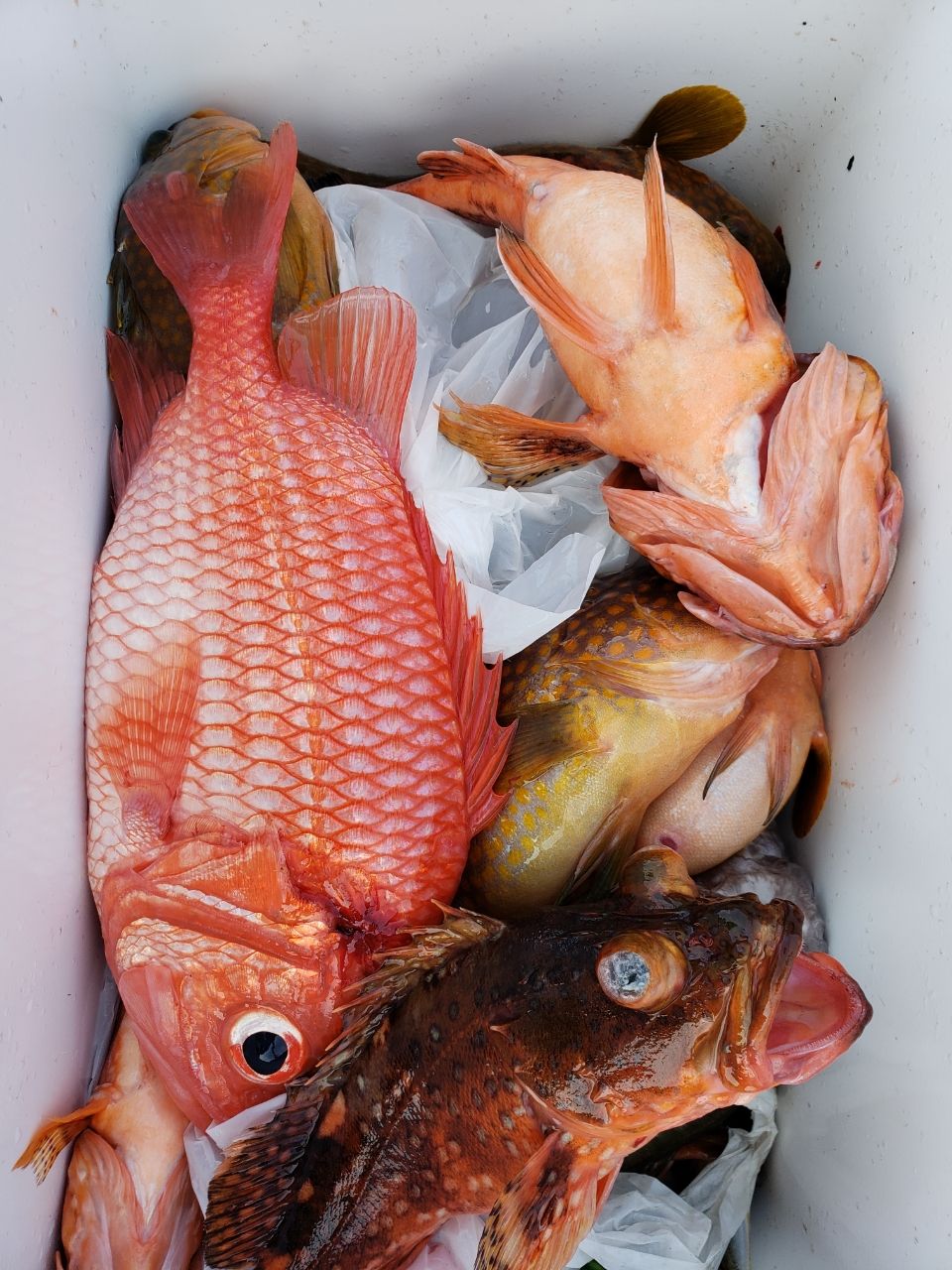 アングラー3253222さんの釣果 2枚目の画像