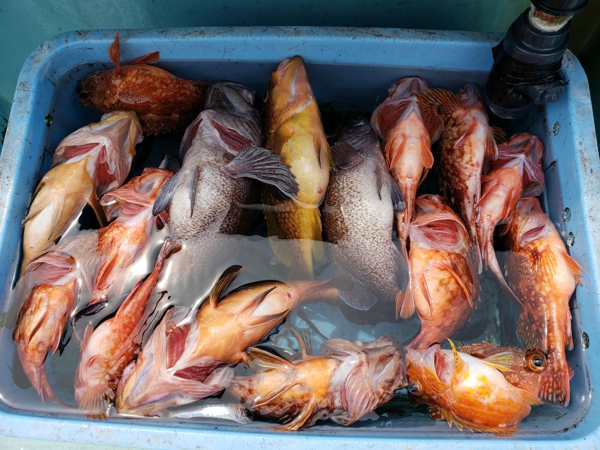 アングラー3253222さんの釣果 3枚目の画像