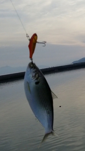 コノシロの釣果