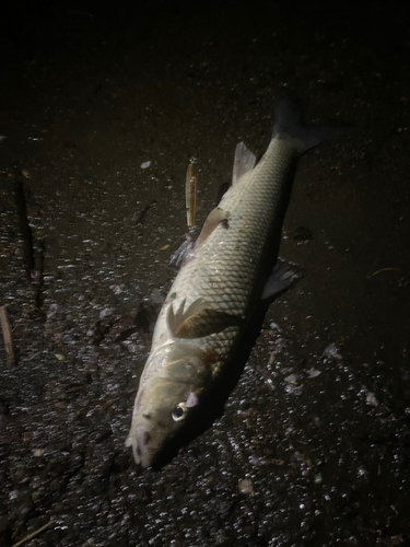 ニゴイの釣果