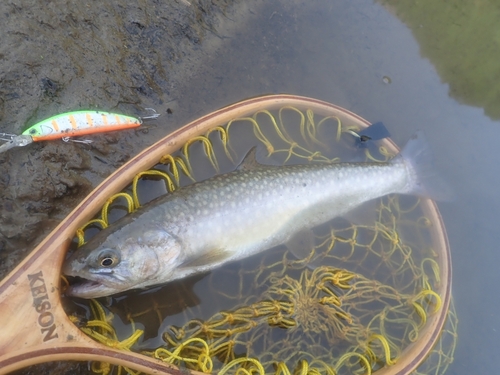 イワナの釣果