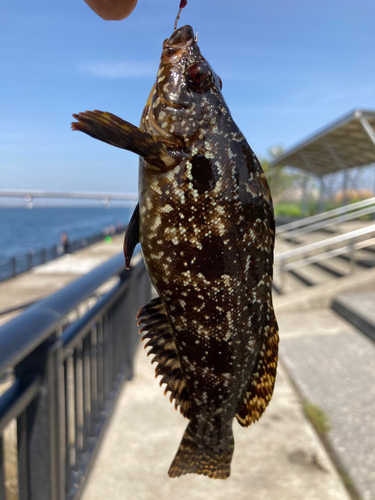 クジメの釣果