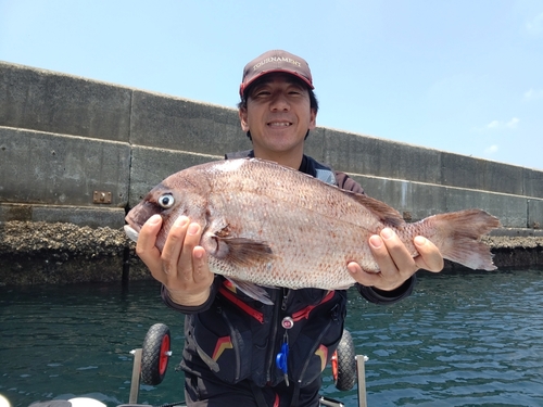 マダイの釣果