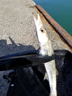 カマスの釣果