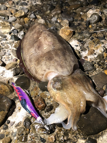 コウイカの釣果