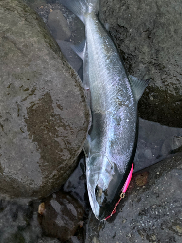 サクラマスの釣果