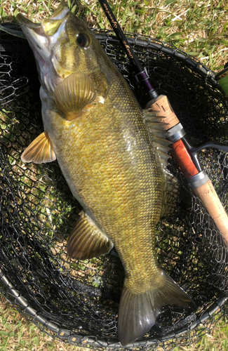 スモールマウスバスの釣果