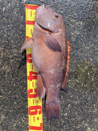 カンダイの釣果