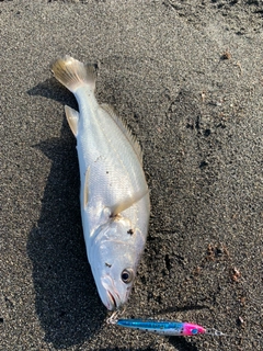 ニベの釣果