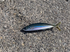 ムロアジの釣果