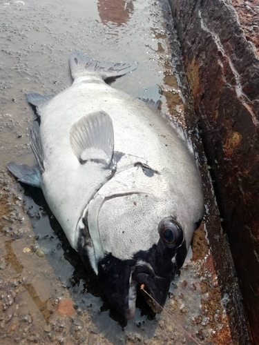 サンバソウの釣果