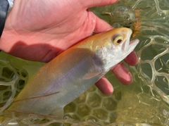 アルビノニジマスの釣果