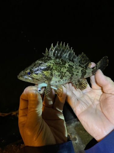 タケノコメバルの釣果