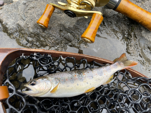 アマゴの釣果