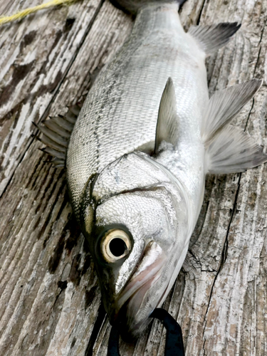 ヒラスズキの釣果