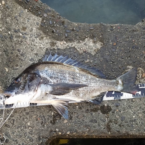 クロダイの釣果