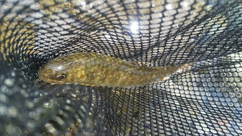 ニッコウイワナの釣果