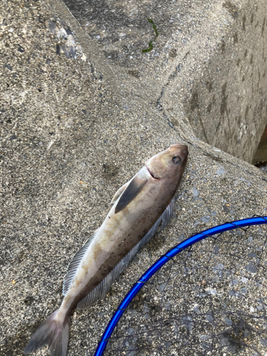 ホッケの釣果