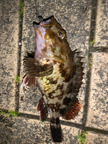 タケノコメバルの釣果